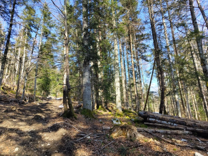 Photos 4 - Forestière - Propriété forestière de 3,12 ha dans le Haut-Jura