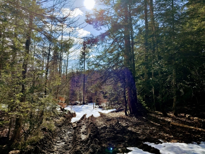 Photos 5 - Forestière - Propriété forestière de 3,12 ha dans le Haut-Jura