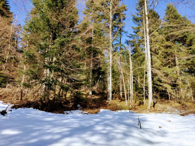 Photos 6 - Forestière - Propriété forestière de 3,12 ha dans le Haut-Jura