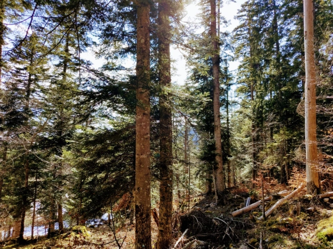 Photos 8 - Forestière - Propriété forestière de 3,12 ha dans le Haut-Jura