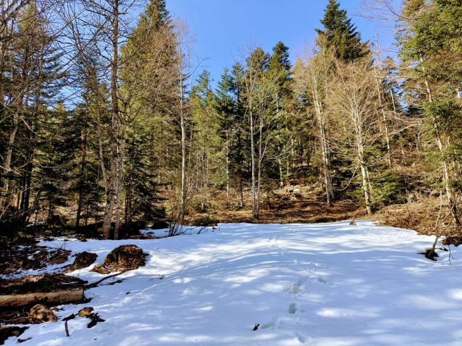 Photos 9 - Forestière - Propriété forestière de 3,12 ha dans le Haut-Jura