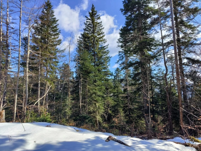 Photos 10 - Forestière - Propriété forestière de 3,12 ha dans le Haut-Jura