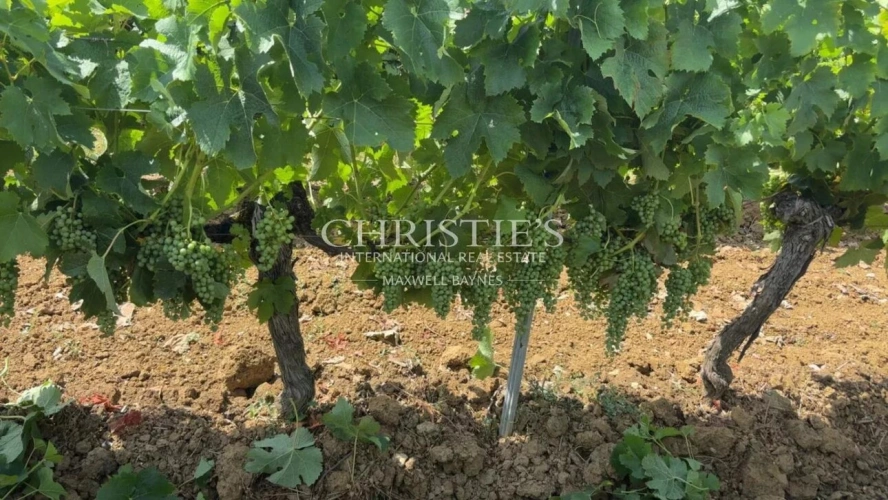 Photos 1 - Viticole - Propriété viticole en AOC Bordeaux et Graves de Vayres – Libournais