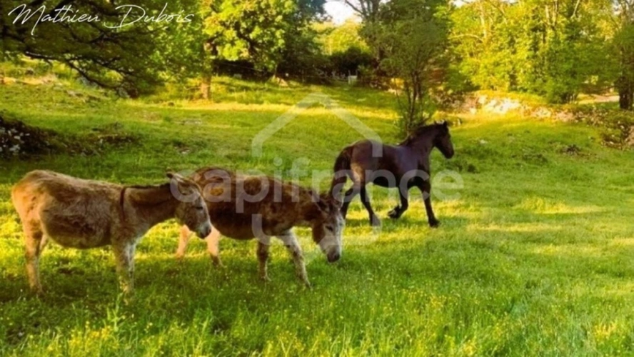 Photos 19 - Équestre - Élégance, rentabilité et art de vivre – Domaine touristique avec potentiel équestre aux portes de Padirac
