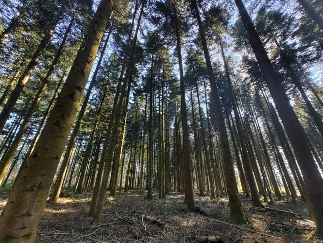 Photos 1 - Forestière - Forêt de production résineuse – important stock de bois sur pied