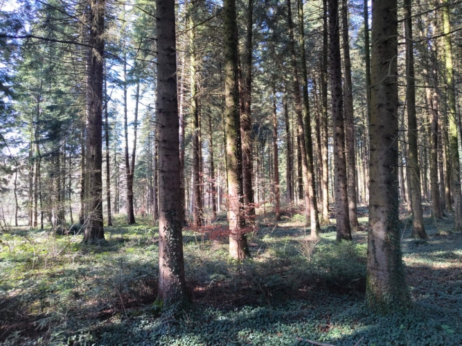 Photos 2 - Forestière - Forêt de production résineuse – important stock de bois sur pied