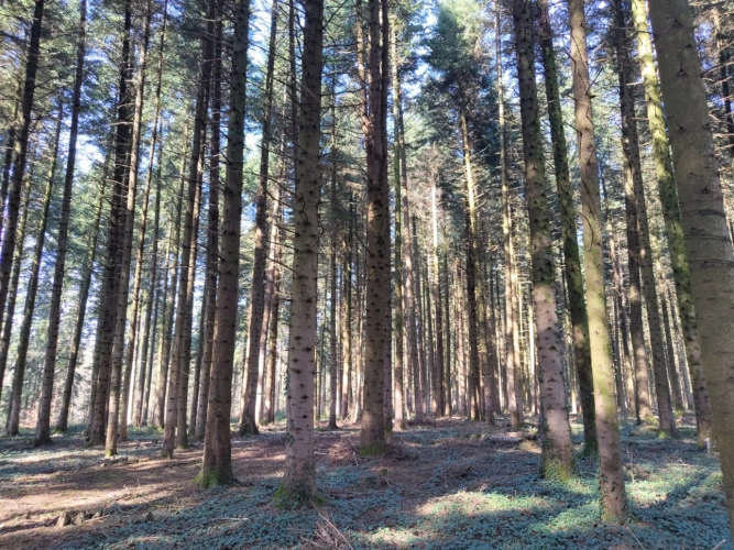 Photos 3 - Forestière - Forêt de production résineuse – important stock de bois sur pied