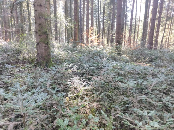 Photos 4 - Forestière - Forêt de production résineuse – important stock de bois sur pied