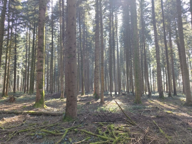 Photos 5 - Forestière - Forêt de production résineuse – important stock de bois sur pied
