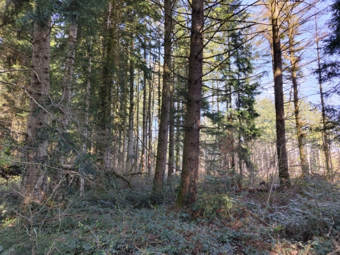 Photos 6 - Forestière - Forêt de production résineuse – important stock de bois sur pied
