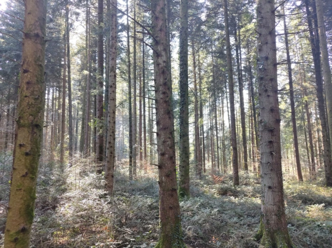 Photos 7 - Forestière - Forêt de production résineuse – important stock de bois sur pied