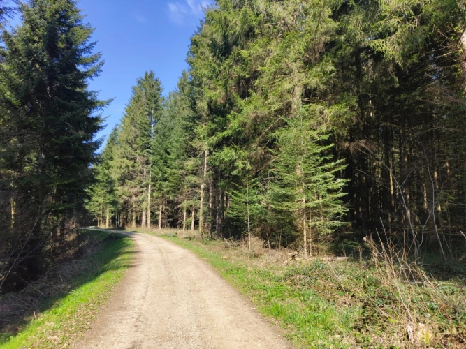 Photos 8 - Forestière - Forêt de production résineuse – important stock de bois sur pied