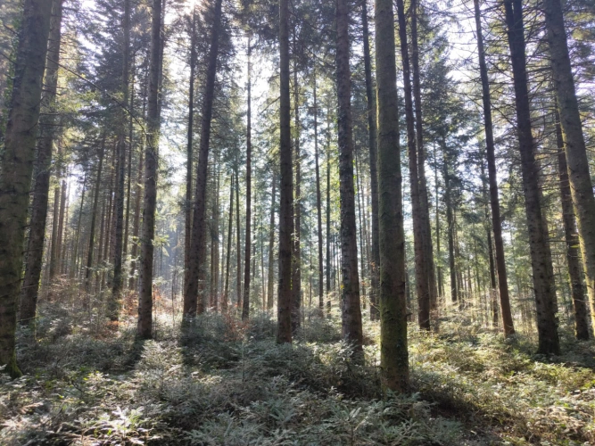 Photos 9 - Forestière - Forêt de production résineuse – important stock de bois sur pied