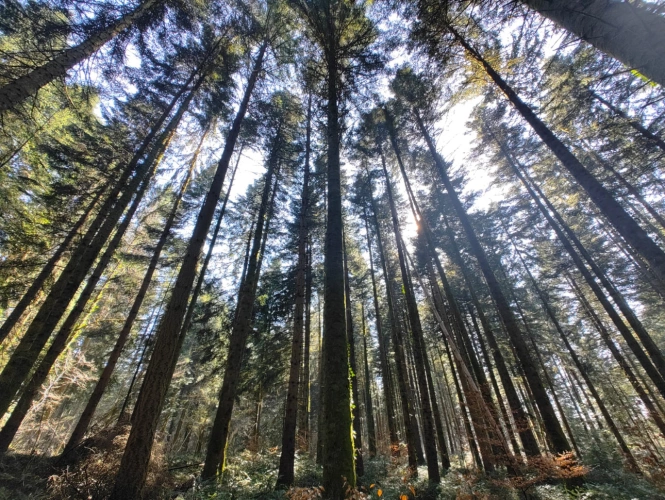 Photos 10 - Forestière - Forêt de production résineuse – important stock de bois sur pied