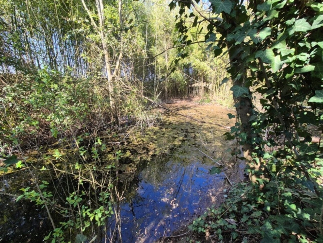 Photos 14 - Rurale - Corps de Ferme, écrin de verdure, 250 m2 habitables, 18 000 m2 de terrain, 400 m2 de dépendances, 20 mn Angoulême centre