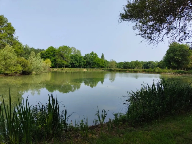 Photos 1 - Forestière - Propriété à vocation cynégétique à quelques kilomètres du coeur de la Brenne