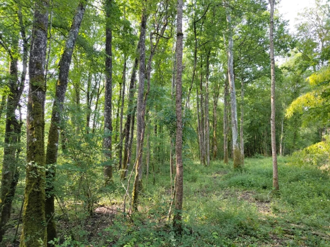 Photos 3 - Forestière - Propriété à vocation cynégétique à quelques kilomètres du coeur de la Brenne