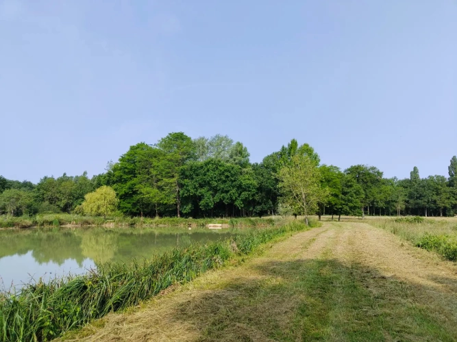Photos 4 - Forestière - Propriété à vocation cynégétique à quelques kilomètres du coeur de la Brenne