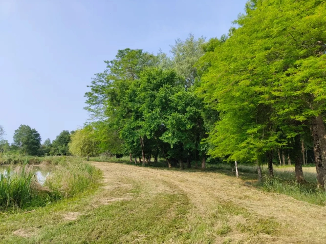 Photos 13 - Forestière - Propriété à vocation cynégétique à quelques kilomètres du coeur de la Brenne