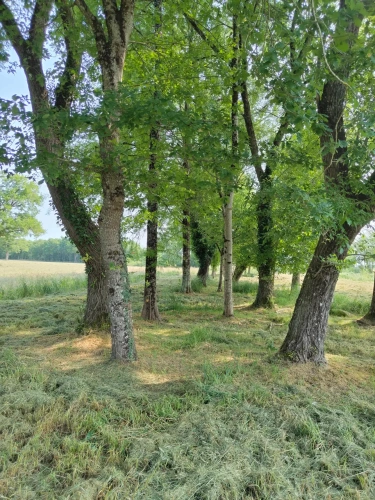 Photos 14 - Forestière - Propriété à vocation cynégétique à quelques kilomètres du coeur de la Brenne