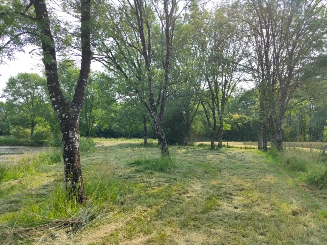 Photos 15 - Forestière - Propriété à vocation cynégétique à quelques kilomètres du coeur de la Brenne