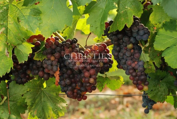 Photos 1 - Viticole - A vendre excellente parcelle de vignes en AOC Saint-Émilion