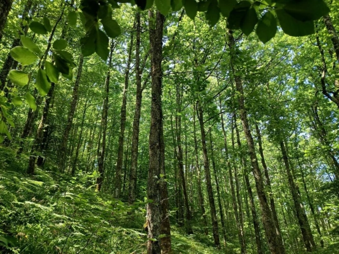 Photos 11 - Rurale - Maison et terrain