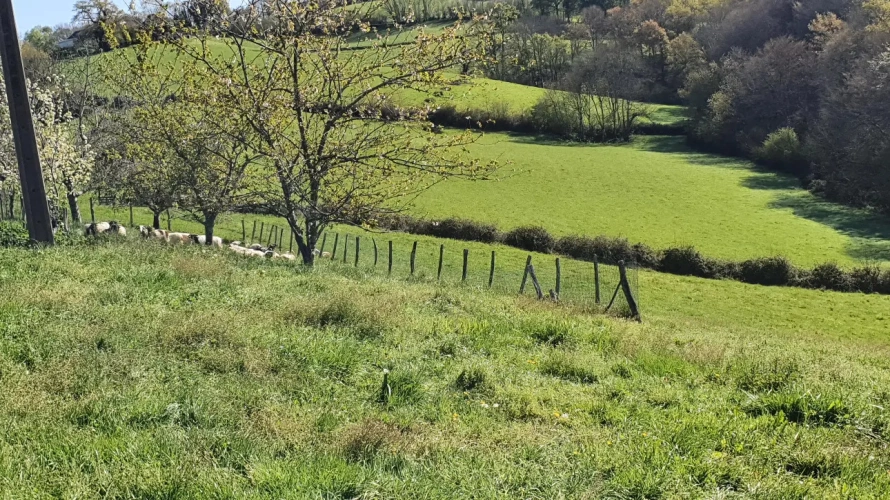 Photos 10 - Rurale - Ferme agricole et maison à vendre au Pays Basque.