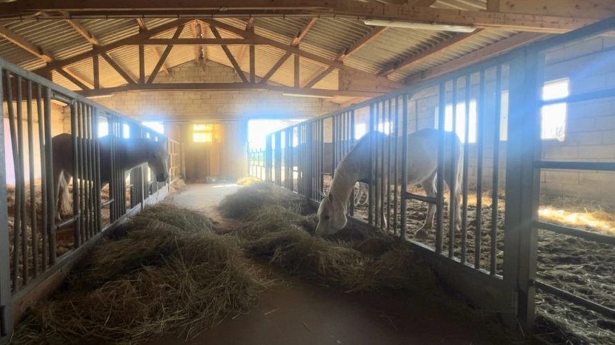 Photos 8 - Équestre - Aveyron : propriété équestre avec habitations, gîtes et 6,5 hectares (12)