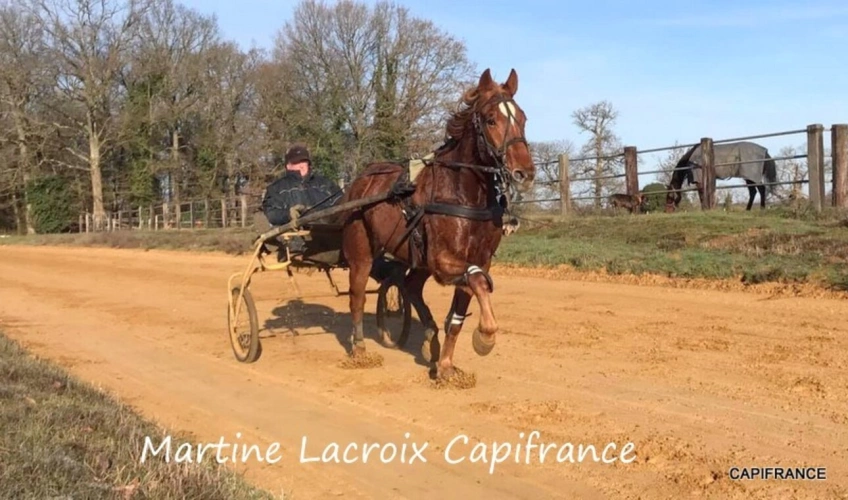 Photos 1 - Équestre - Dpt SARTHE (72), à vendre LA FERÉ-BERNARD - PROPRIÉTÉ  P5 de 100 m² - Terrain de 10 Ha