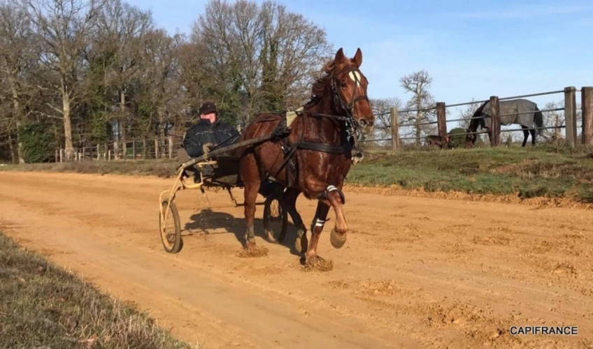 Photos 24 - Équestre - Dpt SARTHE (72), à vendre LA FERÉ-BERNARD - PROPRIÉTÉ  P5 de 100 m² - Terrain de 10 Ha