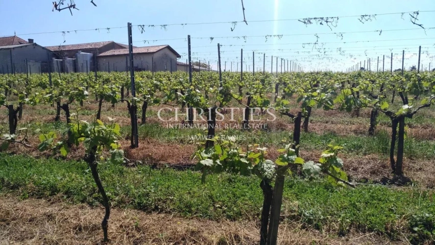 Photos 5 - Touristique - Propriété viticole dans un bel environnement avec Gîte