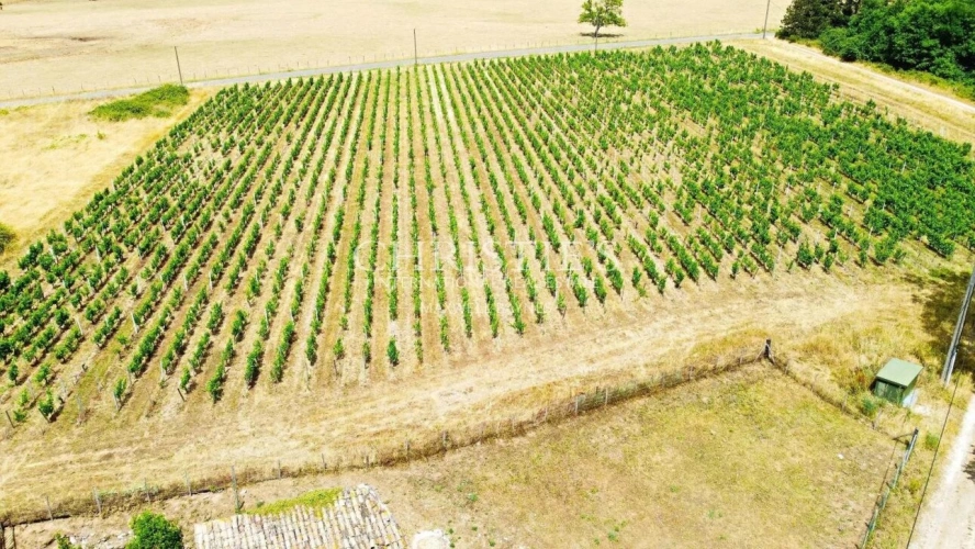 Photos 25 - Prestigious - Charming stone house opening on nature and its garden
