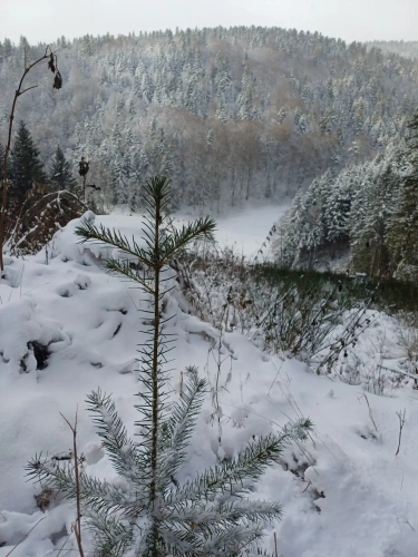 Photos 1 - Forestière - Lot de parcelles forestières au Nord de l’Ardèche