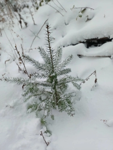 Photos 2 - Forestière - Lot de parcelles forestières au Nord de l’Ardèche
