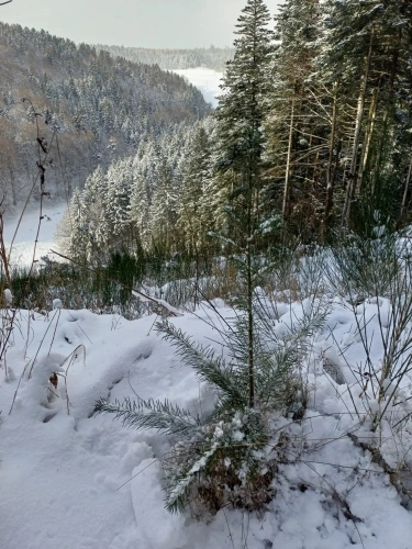 Photos 5 - Forestière - Lot de parcelles forestières au Nord de l’Ardèche