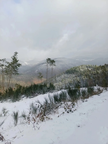 Photos 6 - Forestière - Lot de parcelles forestières au Nord de l’Ardèche