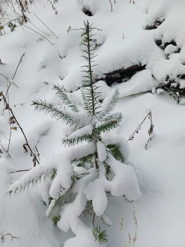 Photos 7 - Forestière - Lot de parcelles forestières au Nord de l’Ardèche