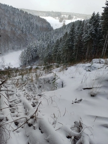 Photos 8 - Forestière - Lot de parcelles forestières au Nord de l’Ardèche