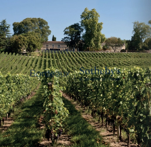 Photos 18 - Viticole - MAGNIFIQUE CHÂTEAU HÔTEL HISTORIQUE ET VIGNOBLE TRÈS PROCHE DE BORDEAUX