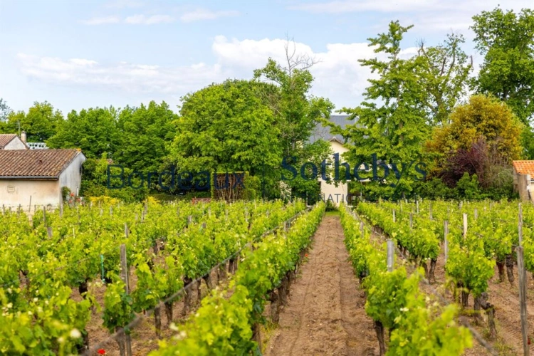 Photos 6 - Viticole - VIGNOBLE DE 2,7 HA AU COEUR DE LA PRESTIGIEUSE APPELLATION DE POMEROL