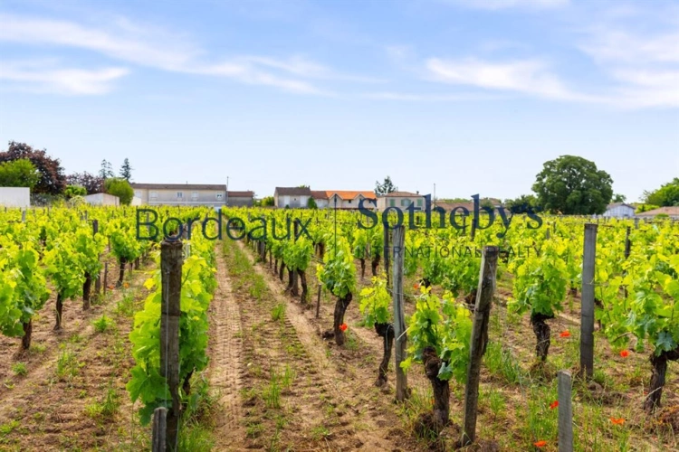 Photos 9 - Viticole - VIGNOBLE DE 2,7 HA AU COEUR DE LA PRESTIGIEUSE APPELLATION DE POMEROL