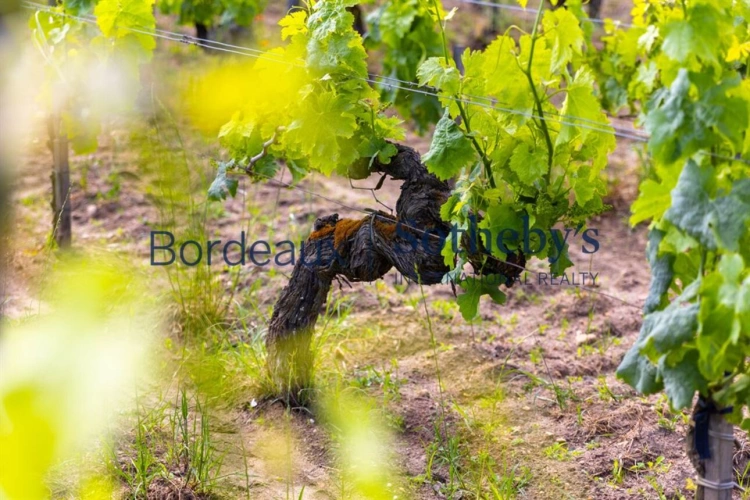 Photos 10 - Viticole - VIGNOBLE DE 2,7 HA AU COEUR DE LA PRESTIGIEUSE APPELLATION DE POMEROL