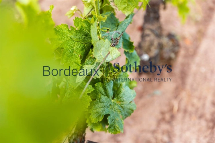 Photos 12 - Viticole - VIGNOBLE DE 2,7 HA AU COEUR DE LA PRESTIGIEUSE APPELLATION DE POMEROL