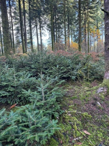 Photos 5 - Équestre - Domaine Equestre centré sur le Bien Etre équin et l'Agroéco
