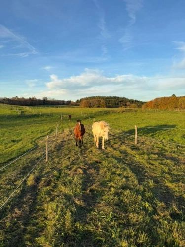 Photos 6 - Équestre - Domaine Equestre centré sur le Bien Etre équin et l'Agroéco