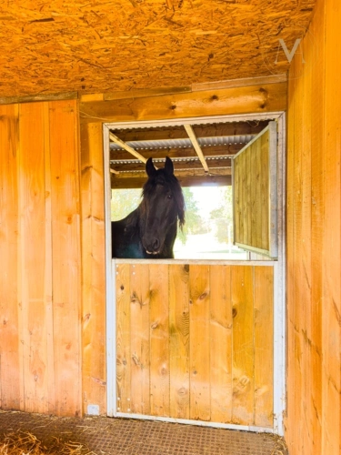 Photos 22 - Équestre - Propriété équestre d’exception implantée sur 21 hectares d’un seul tenant, à proximité de THEZAC (47)