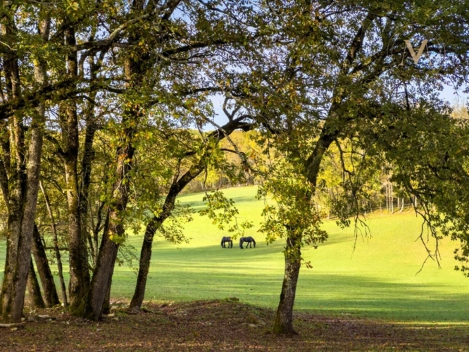 Photos 25 - Équestre - Propriété équestre d’exception implantée sur 21 hectares d’un seul tenant, à proximité de THEZAC (47)