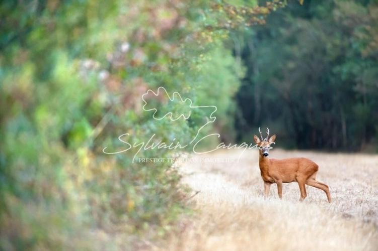 Photos 1 - Forestière - Propriété de Chasse ou d'Agrément de 180 hectares en Sologne