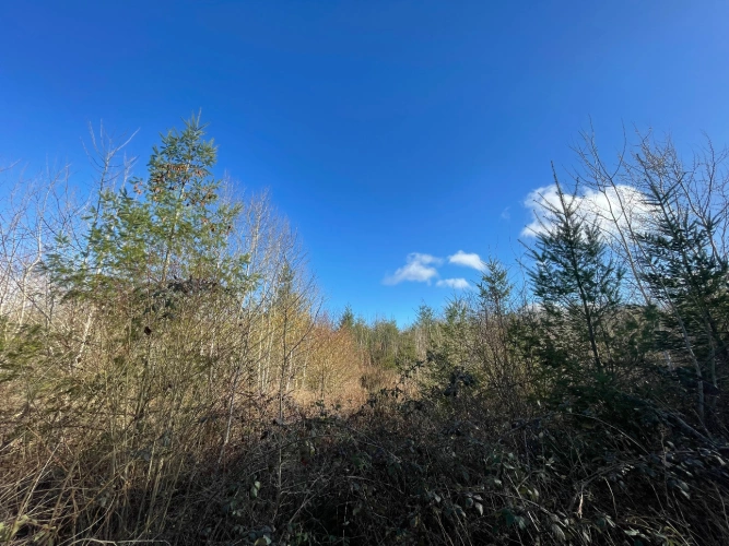 Photos 2 - Forestière - Massif forestier de Douglas en Nivernais de 72 hectares
